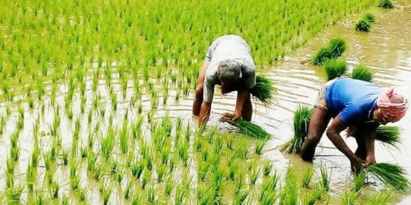 বোরোতে খরচ বেড়েছে ৬ হাজার টাকা, ধানের দাম বাড়ানোর দাবি কৃষকের